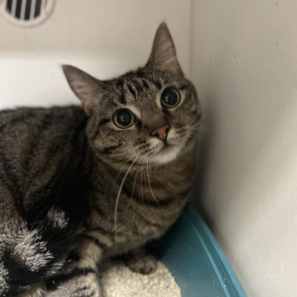 Blu, Adoptable, Adult Female Domestic Short Hair.