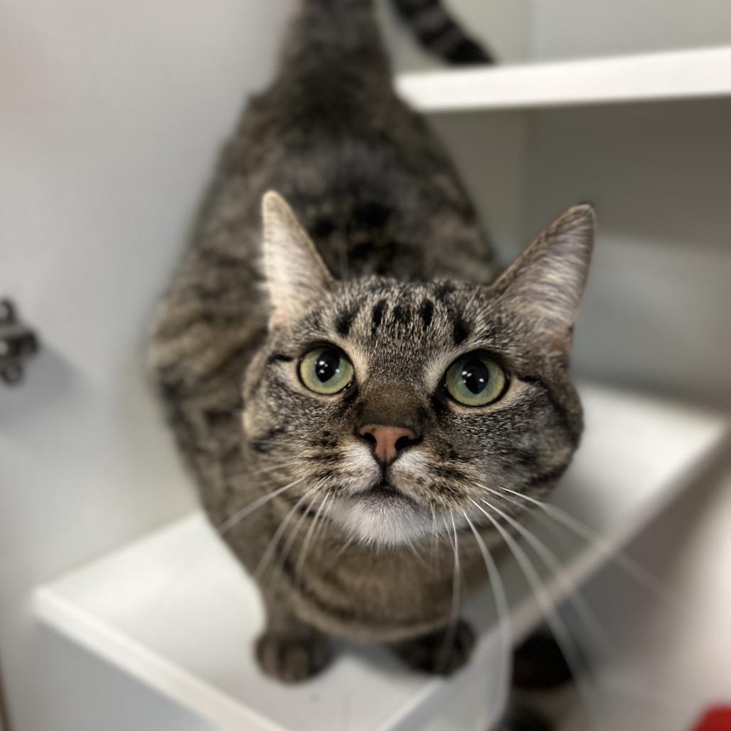 Enlarge Blu, a Adoptable Domestic Short Hair in Troy, IL image 2/5