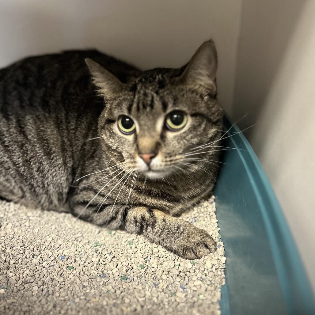 Enlarge Blu, a Adoptable Domestic Short Hair in Troy, IL image 3/5