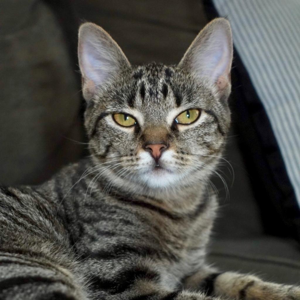 Enlarge Blu, a Adoptable Domestic Short Hair in Troy, IL image 4/5