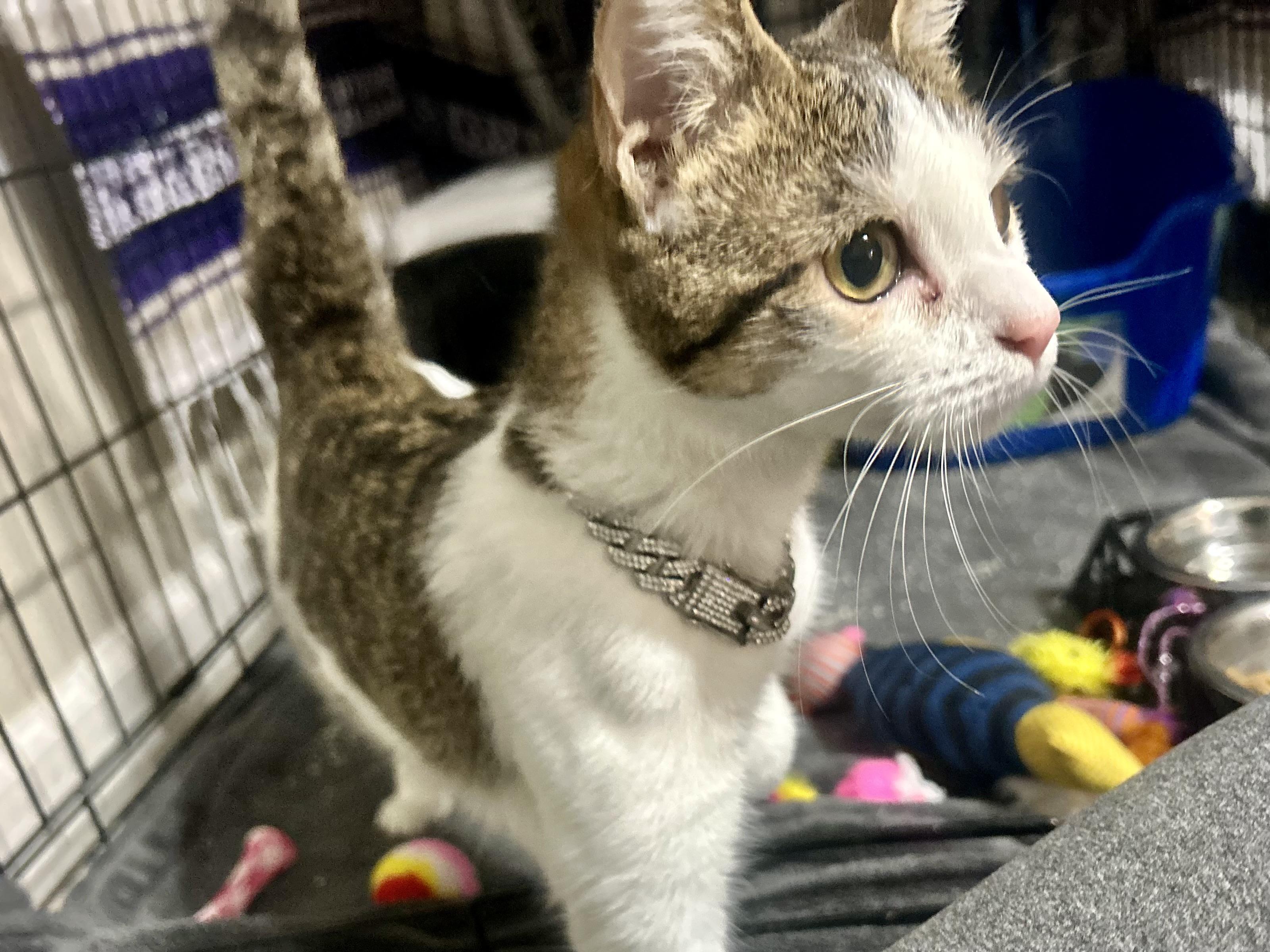 Eleanor, a Adoptable Domestic Short Hair in Sarasota, FL image 1/5