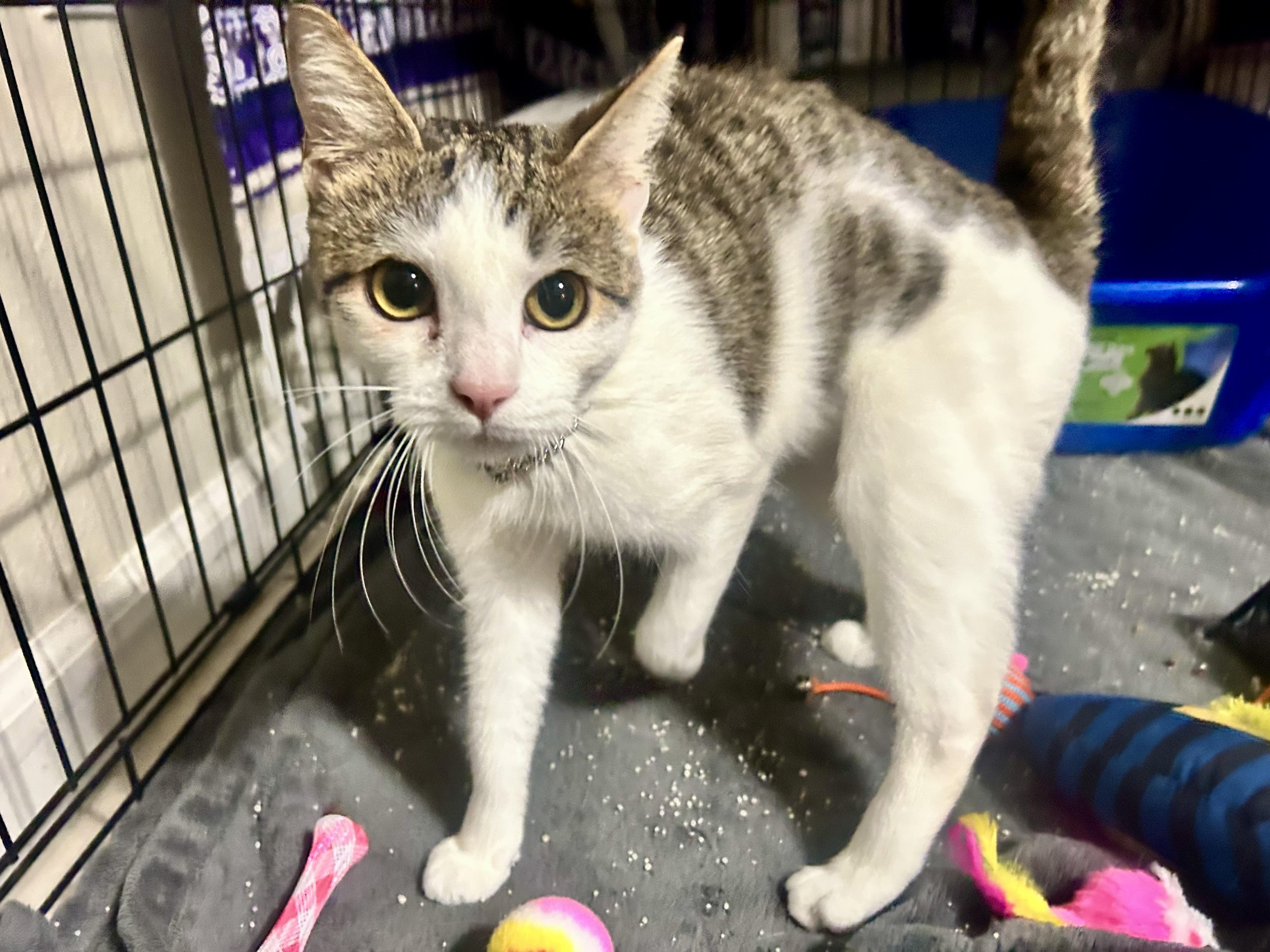 Eleanor, a Adoptable Domestic Short Hair in Sarasota, FL image 2/5