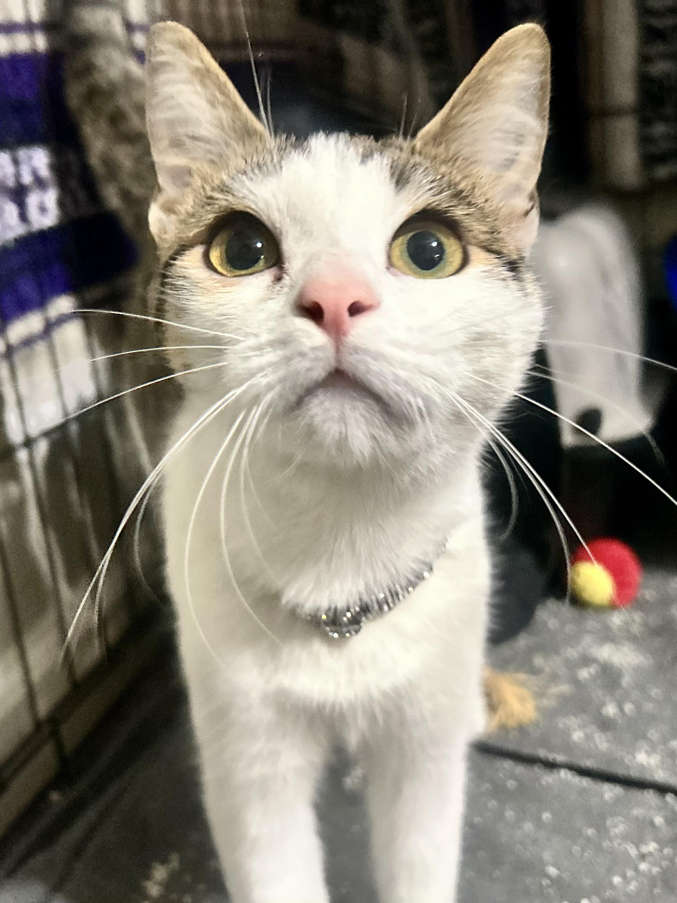 Eleanor, a Adoptable Domestic Short Hair in Sarasota, FL image 3/5