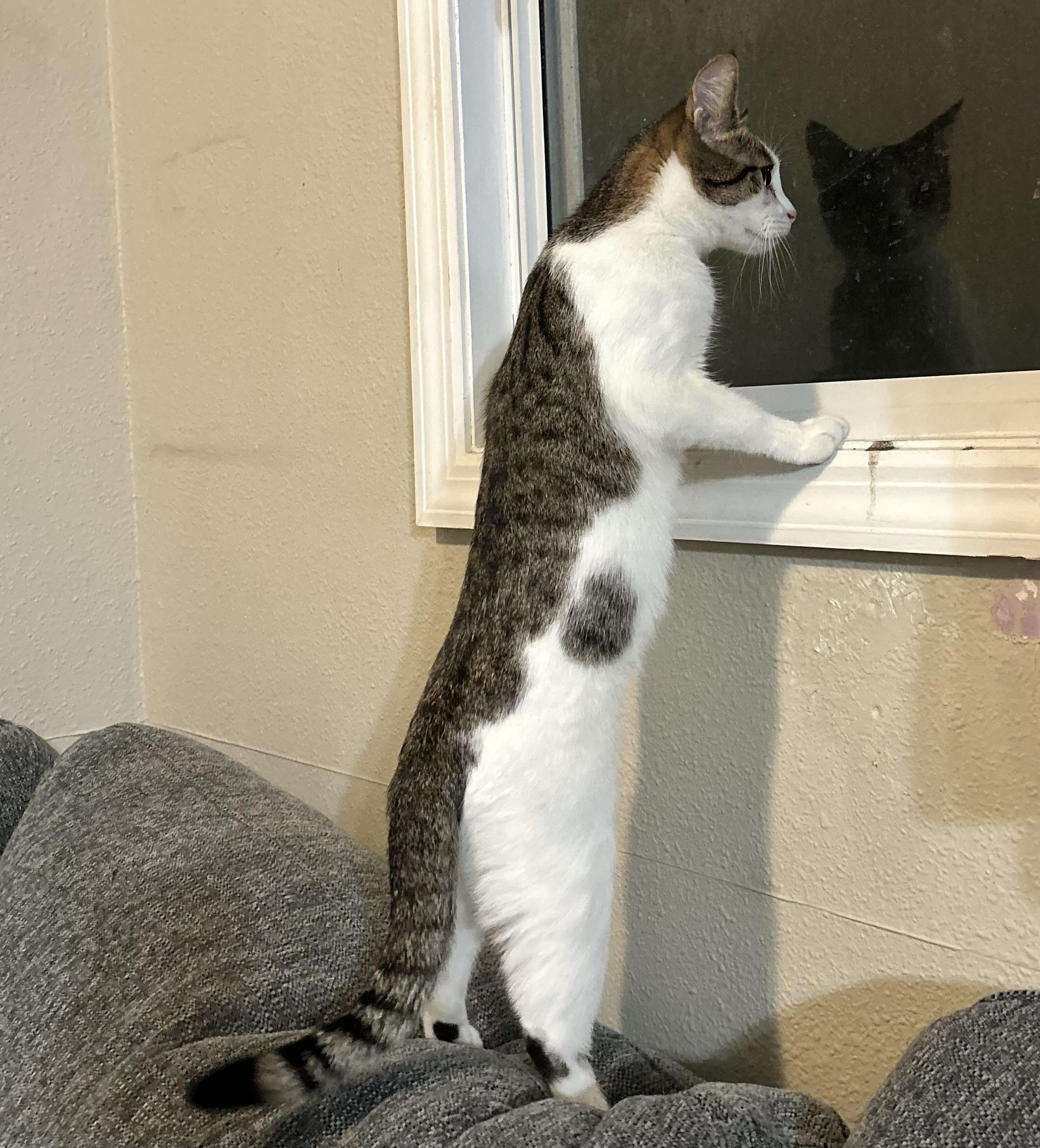 Eleanor, Adoptable, Kitten Female Domestic Short Hair.