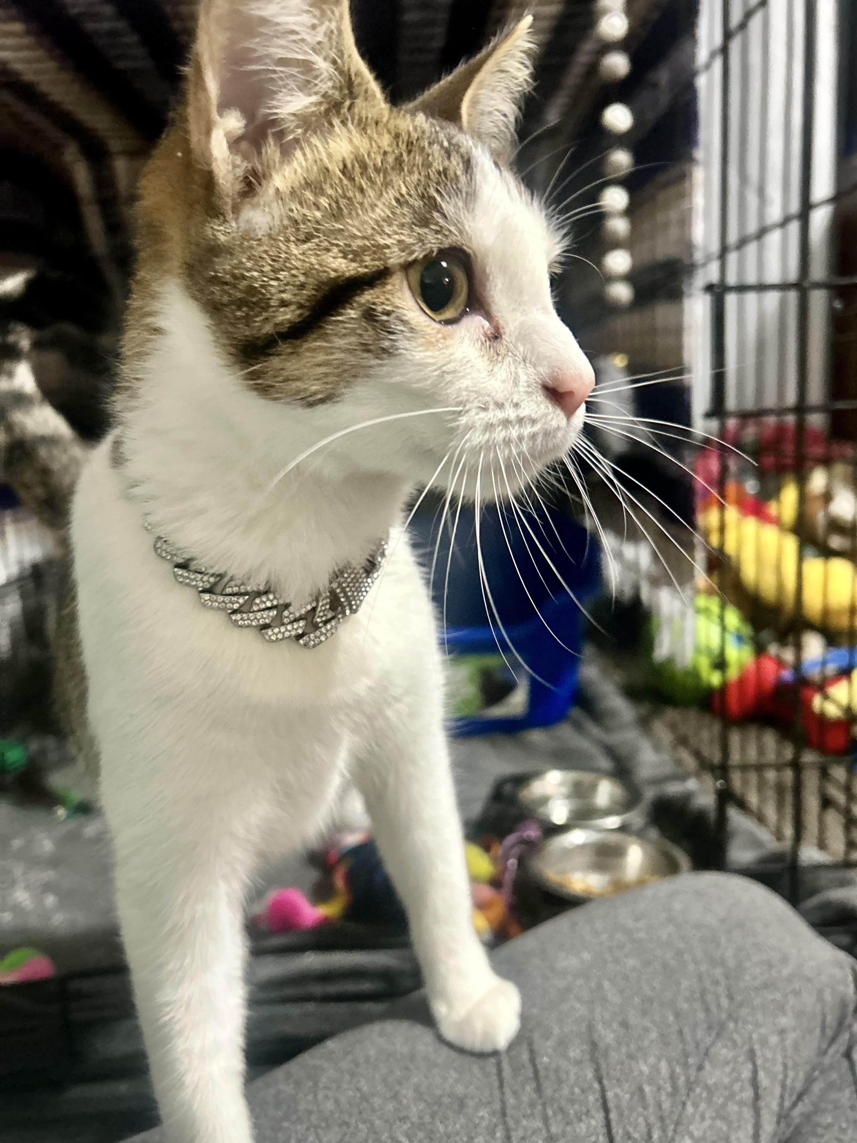 Eleanor, a Adoptable Domestic Short Hair in Sarasota, FL image 5/5