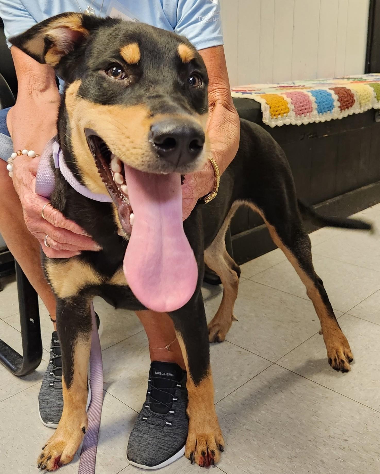 Trixie, adoptable, Young Female Mixed Breed.