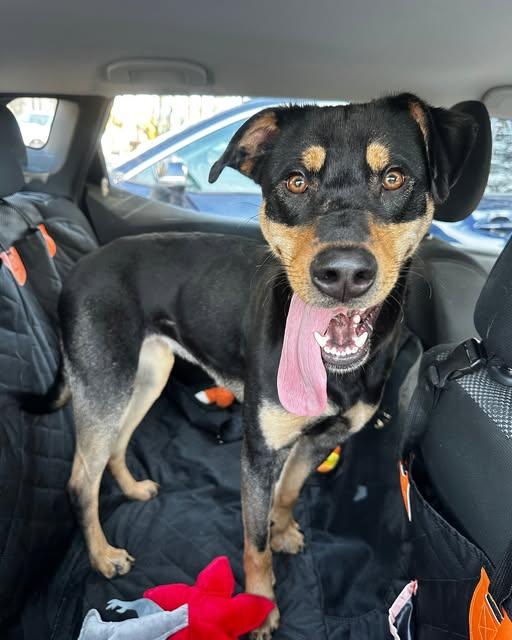 Trixie, adoptable, Young Female Mixed Breed.