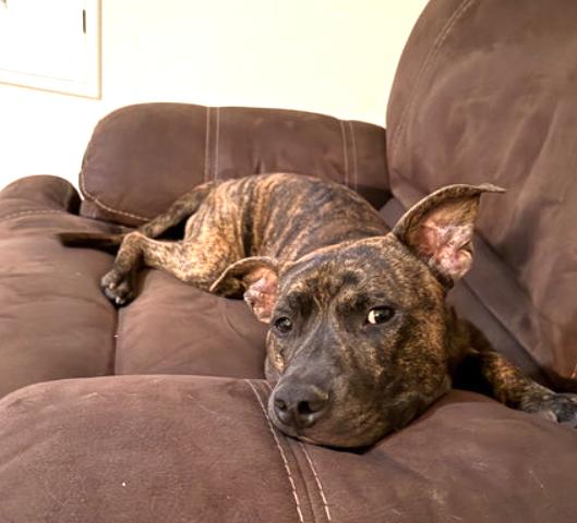 BRADY, Adopted, Young Male Pit Bull Terrier.