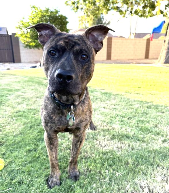 Enlarge BRADY, a Adopted Pit Bull Terrier in Chandler, AZ image 2/3