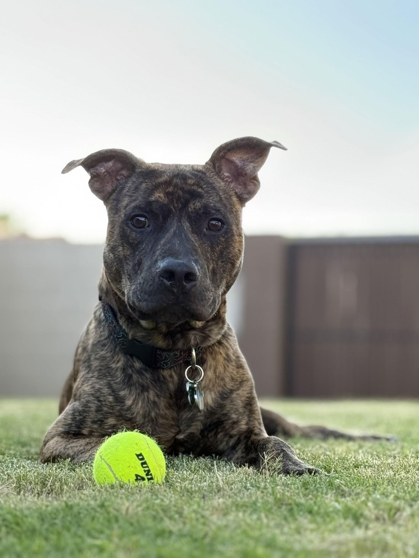 Enlarge BRADY, a Adopted Pit Bull Terrier in Chandler, AZ image 3/3