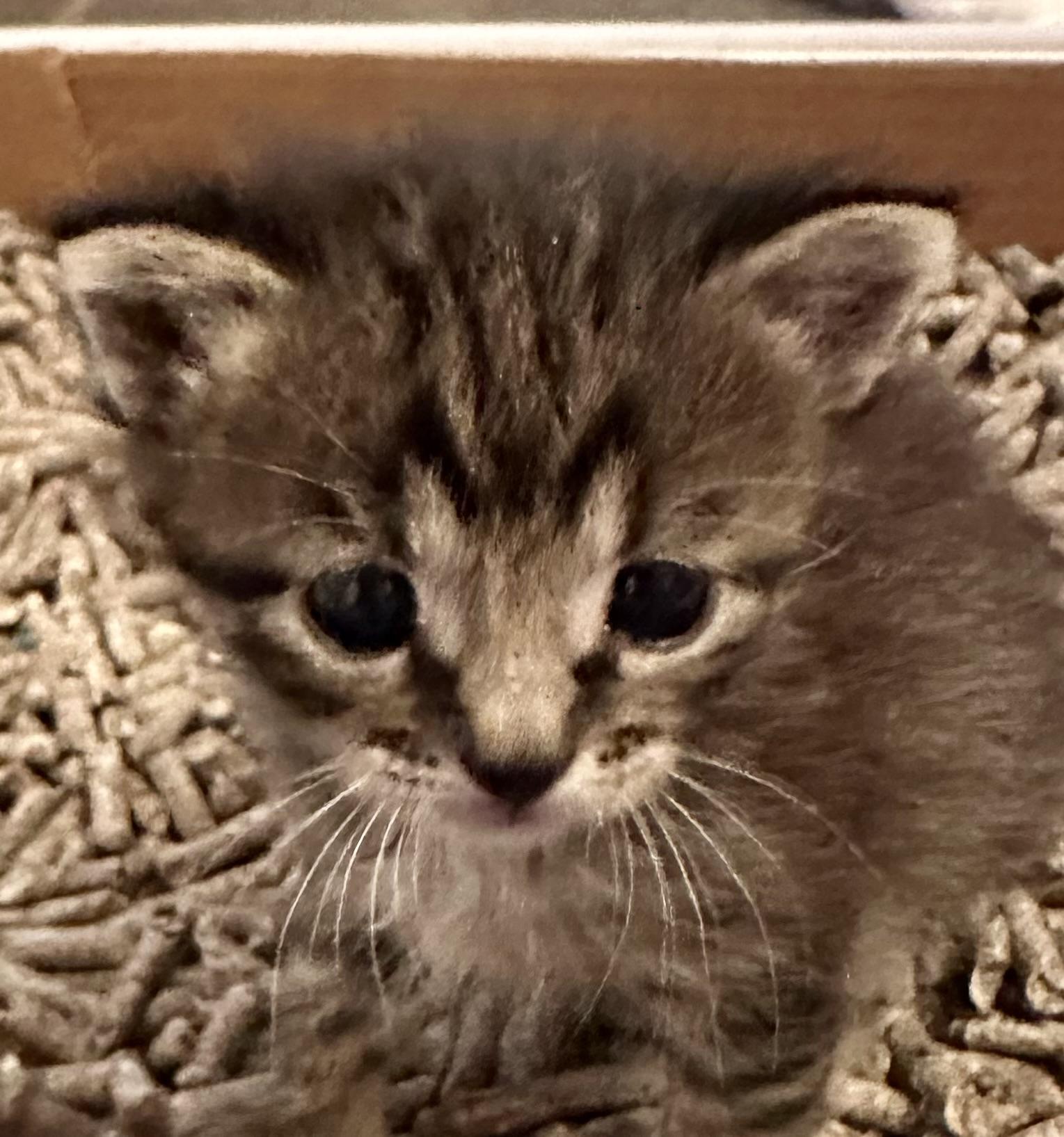 Enlarge Kermit, a Adoptable Domestic Short Hair in Houston, TX image 2/3