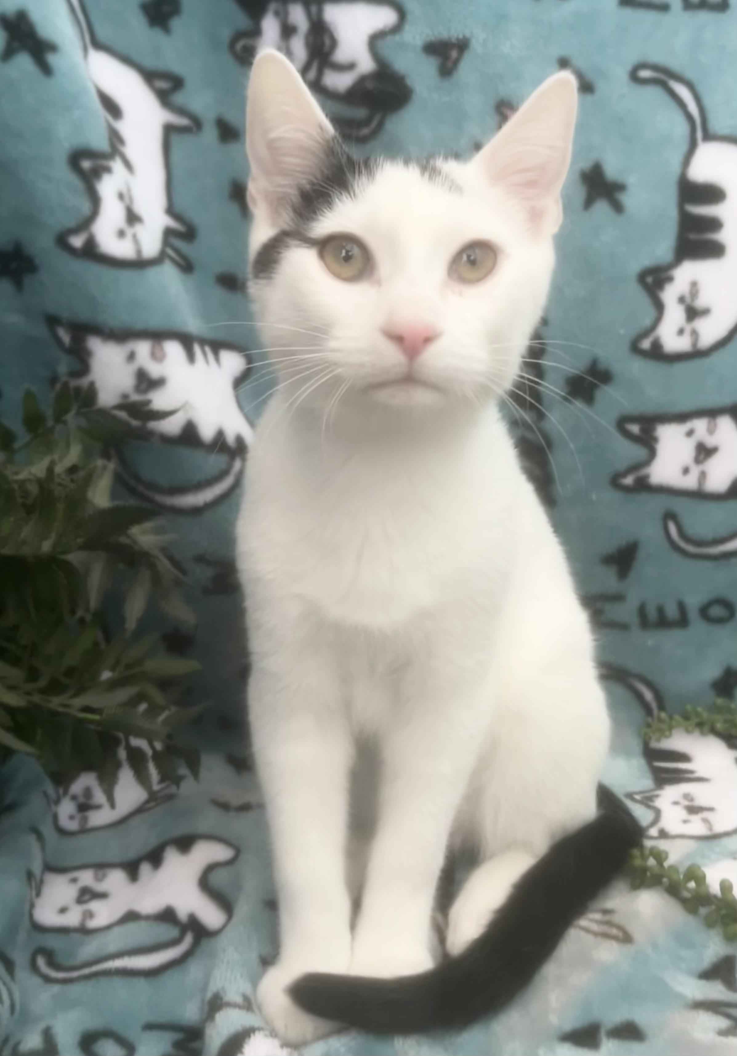 Baja, Young Male Domestic Short Hair
