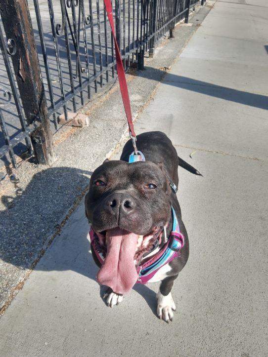 Enlarge My Nana is Your Nana laughs!, a Adoptable American Staffordshire Terrier in Manhattan Beach, CA image 1/6