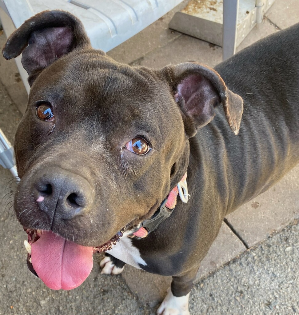 Enlarge My Nana is Your Nana laughs!, a Adoptable American Staffordshire Terrier in Manhattan Beach, CA image 2/6
