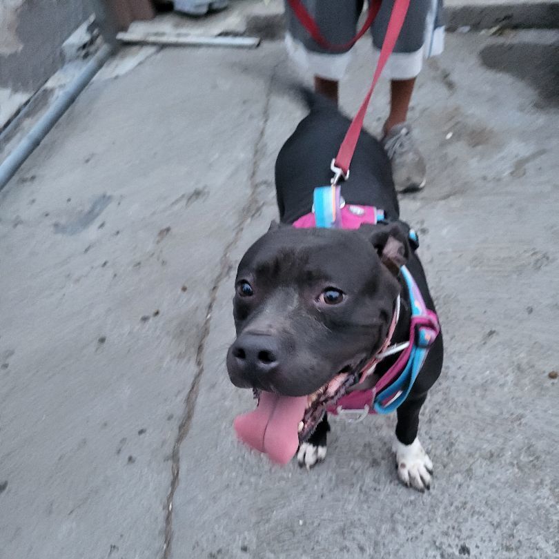 Enlarge My Nana is Your Nana laughs!, a Adoptable American Staffordshire Terrier in Manhattan Beach, CA image 3/6