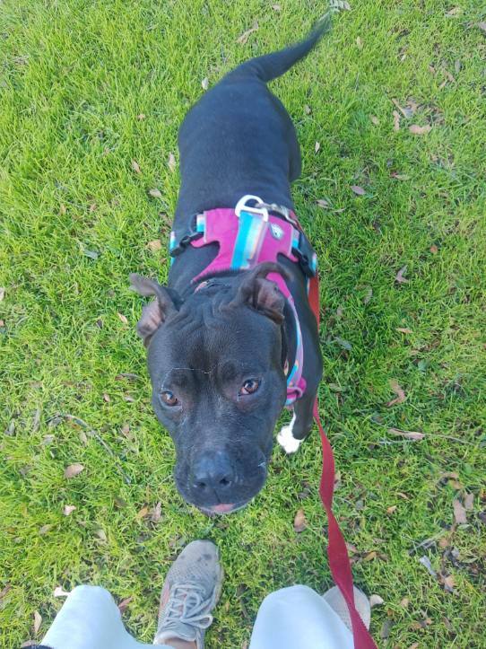 Enlarge My Nana is Your Nana laughs!, a Adoptable American Staffordshire Terrier in Manhattan Beach, CA image 4/6