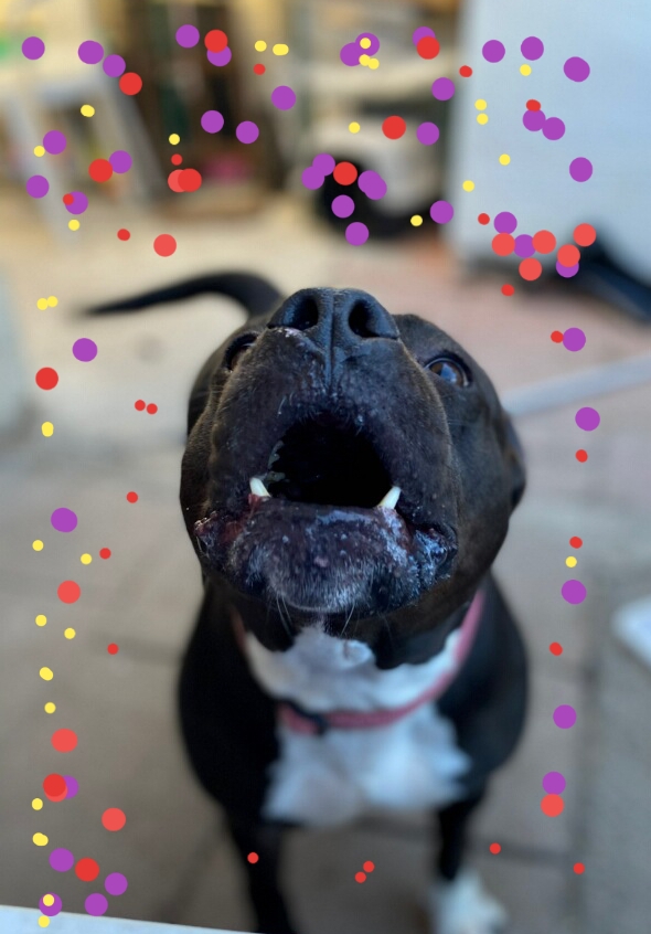 Enlarge My Nana is Your Nana laughs!, a Adoptable American Staffordshire Terrier in Manhattan Beach, CA image 5/6