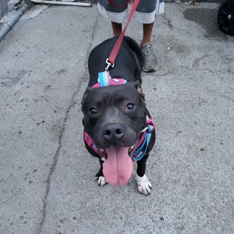 Enlarge My Nana is Your Nana laughs!, a Adoptable American Staffordshire Terrier in Manhattan Beach, CA image 6/6