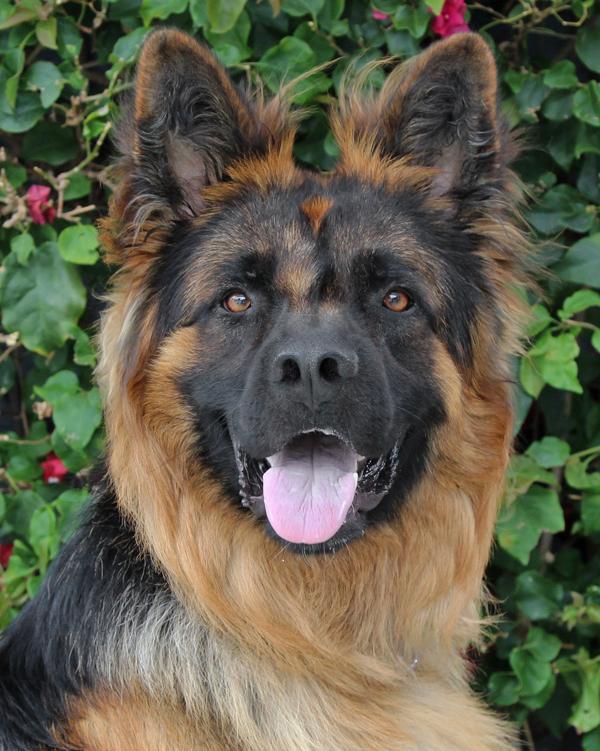 *Mufasa von Minden
