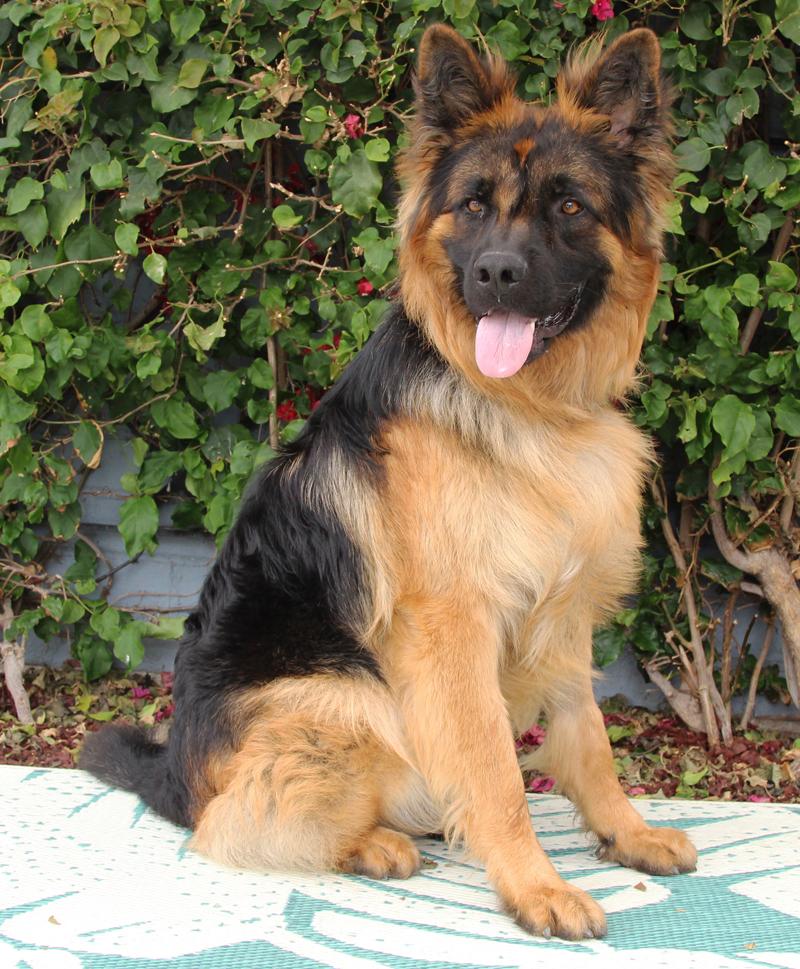 *Mufasa von Minden