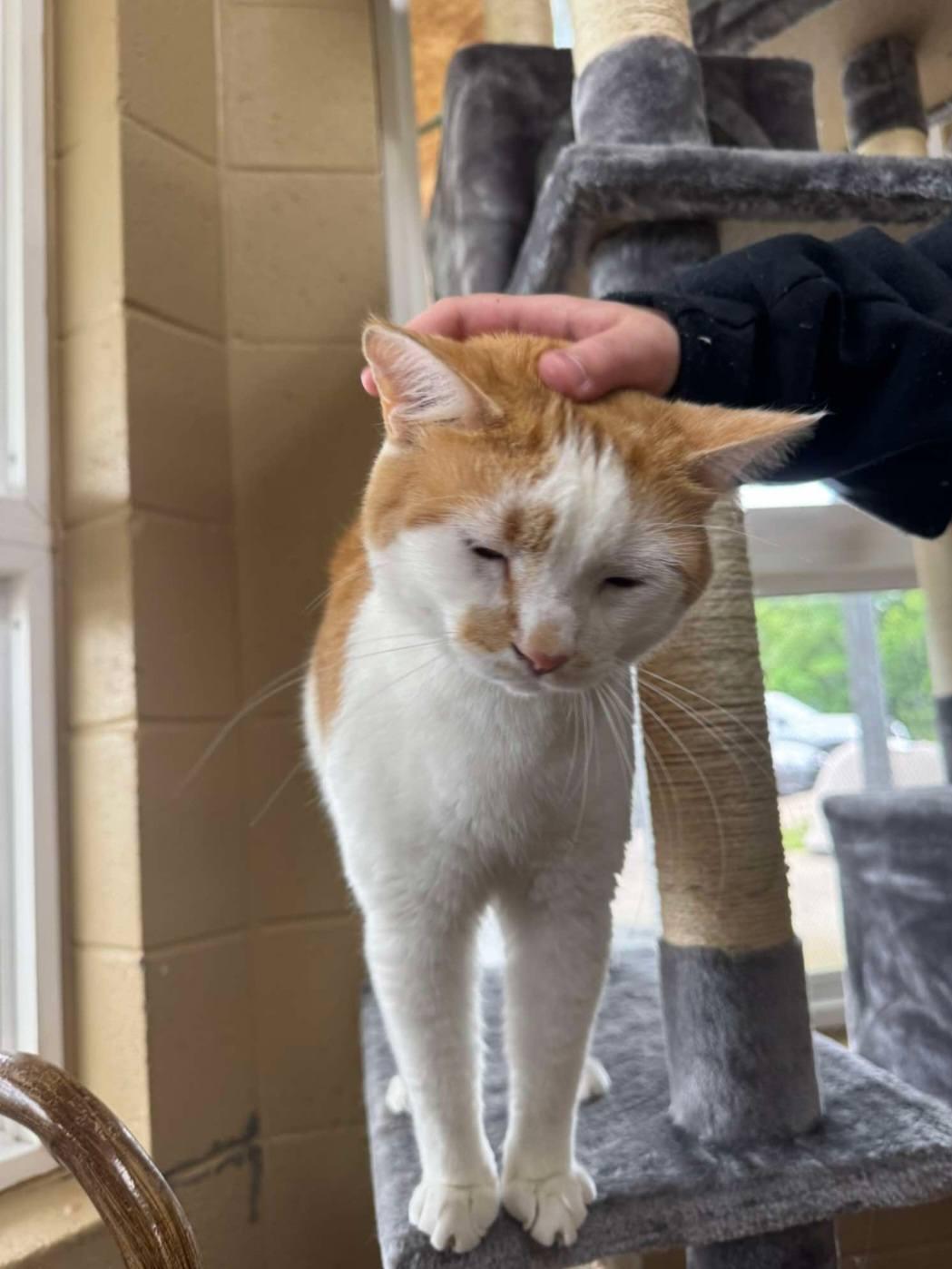Enlarge Simba, an adoptable Domestic Short Hair in Fort Payne, AL image 3/3
