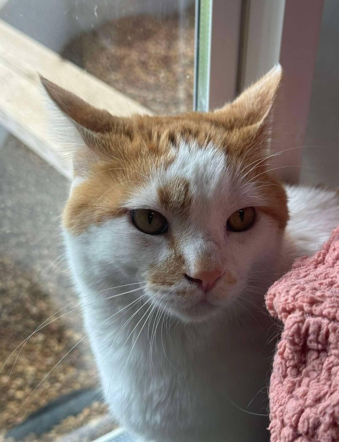 Enlarge Simba, an adoptable Domestic Short Hair in Fort Payne, AL image 2/3