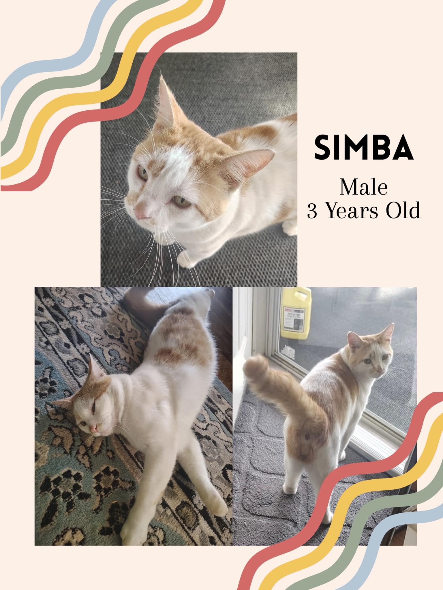 Enlarge Simba, an adoptable Domestic Short Hair in Fort Payne, AL image 1/3