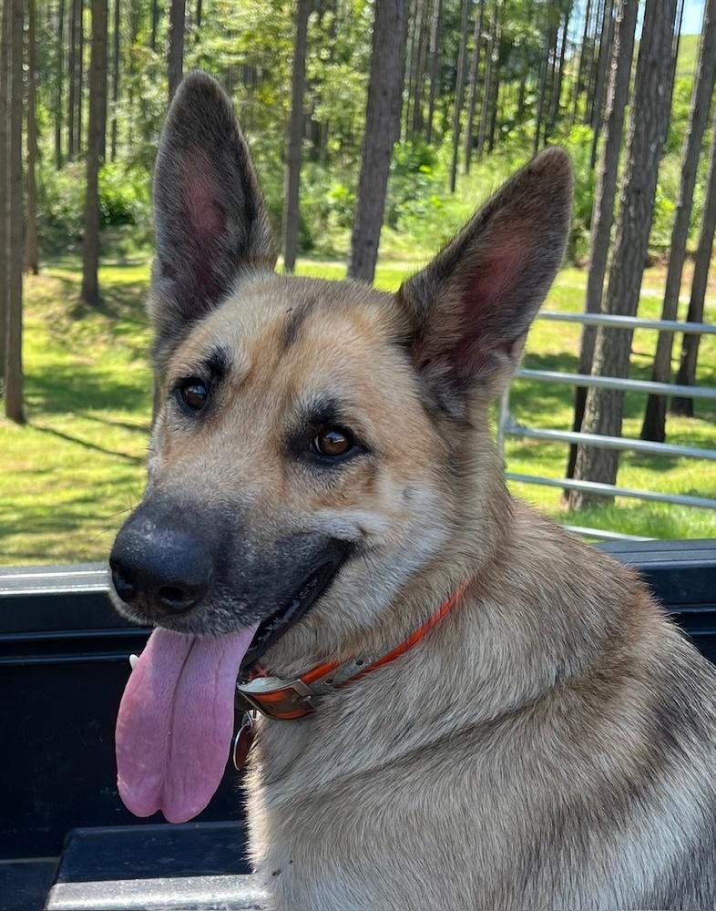 Enlarge Joshua, a Adoptable German Shepherd Dog in Dacula, GA image 1/5