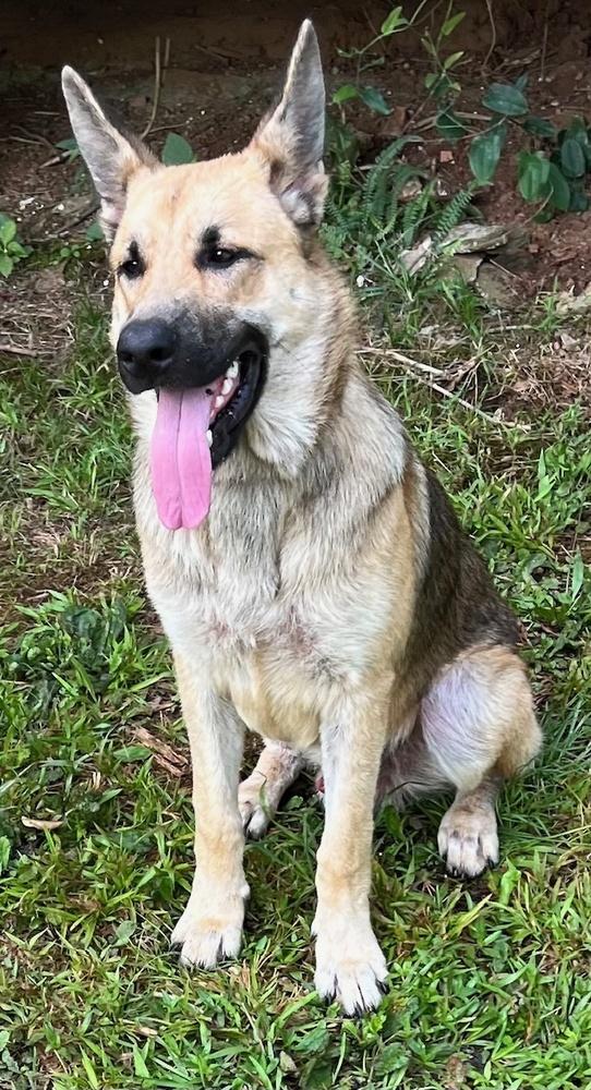 Joshua, Adoptable, Adult Male German Shepherd Dog.