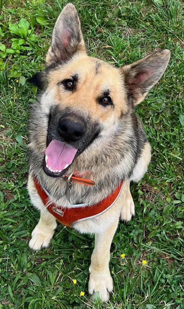 Enlarge Joshua, a Adoptable German Shepherd Dog in Dacula, GA image 3/5