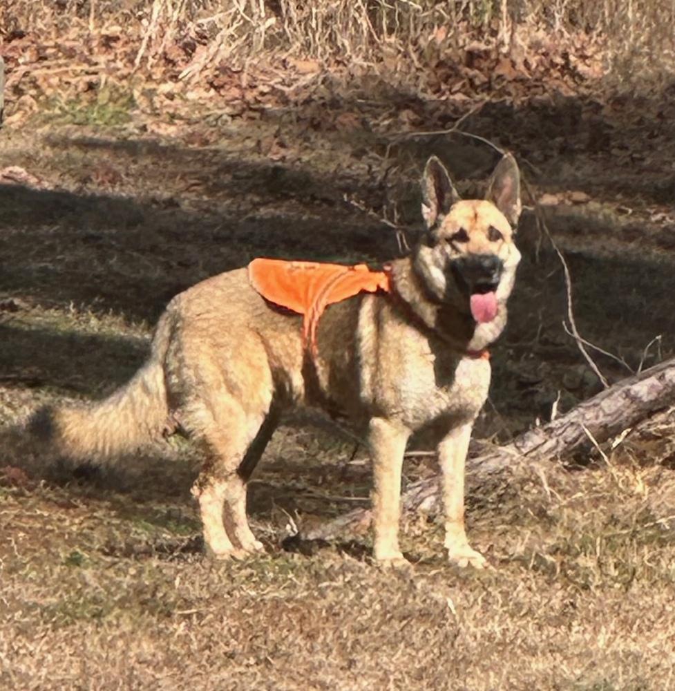 Enlarge Joshua, a Adoptable German Shepherd Dog in Dacula, GA image 4/5