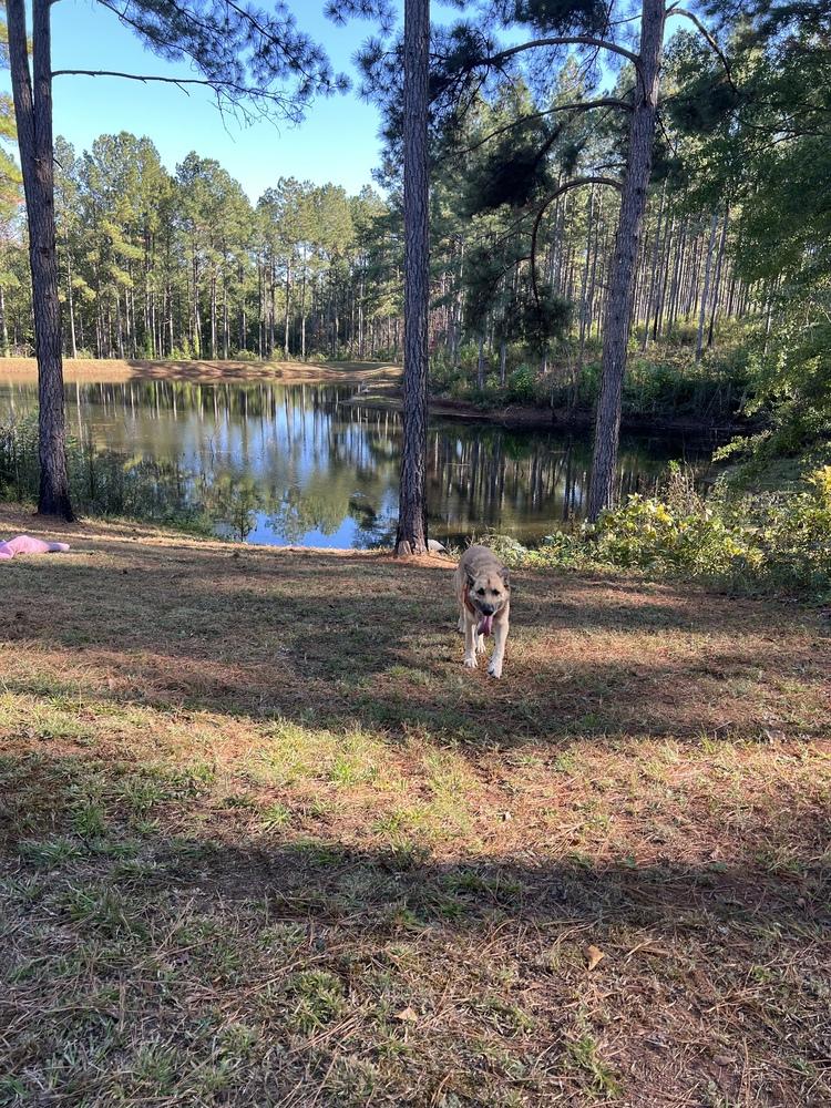 Enlarge Joshua, a Adoptable German Shepherd Dog in Dacula, GA image 5/5