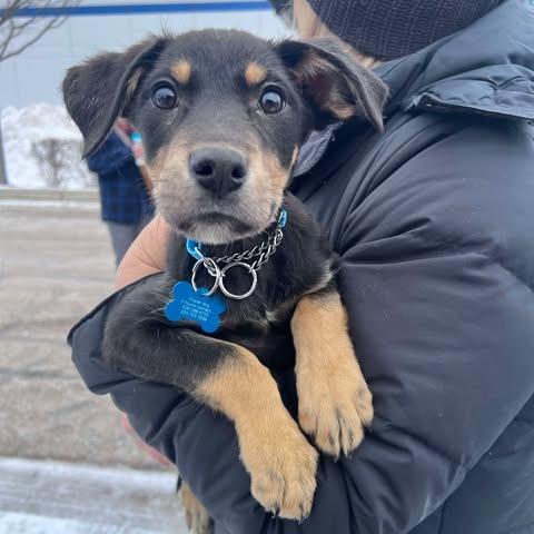 Enlarge Midnight, a Adoptable mixed breed in St. Charles, IL image 1/6