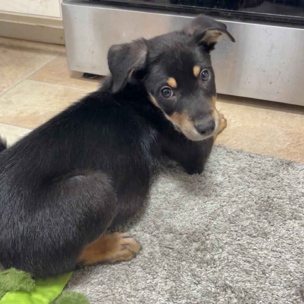 Enlarge Midnight, a Adoptable mixed breed in St. Charles, IL image 2/6