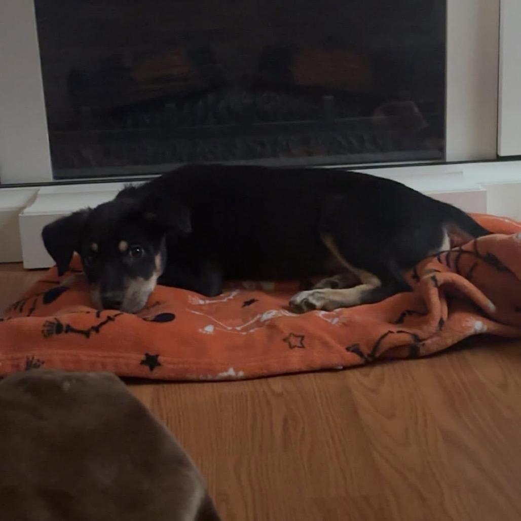 Enlarge Midnight, a Adoptable mixed breed in St. Charles, IL image 3/6