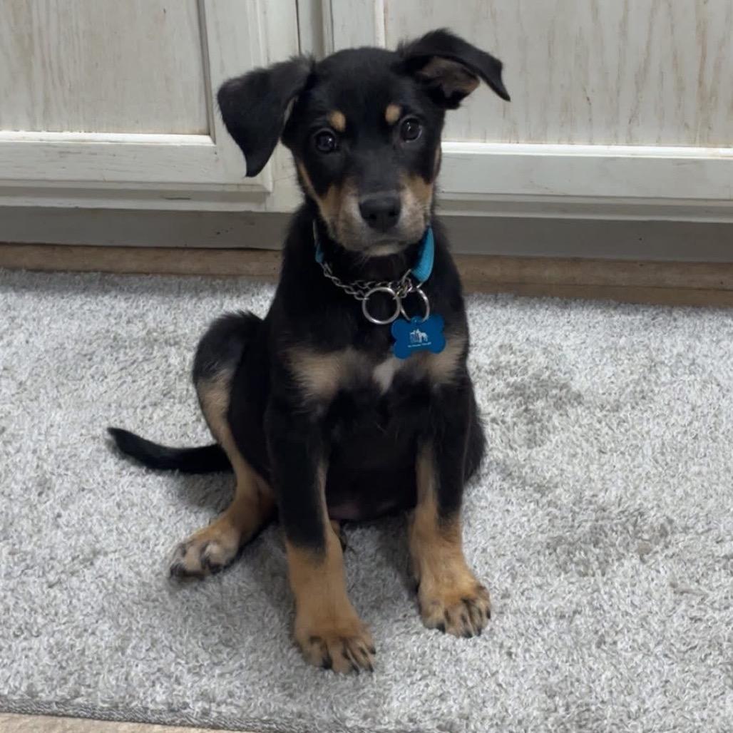 Enlarge Midnight, a Adoptable mixed breed in St. Charles, IL image 4/6