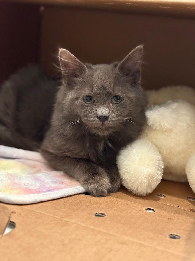 Enlarge Fig, a Adoptable mixed breed in New York, NY image 1/5