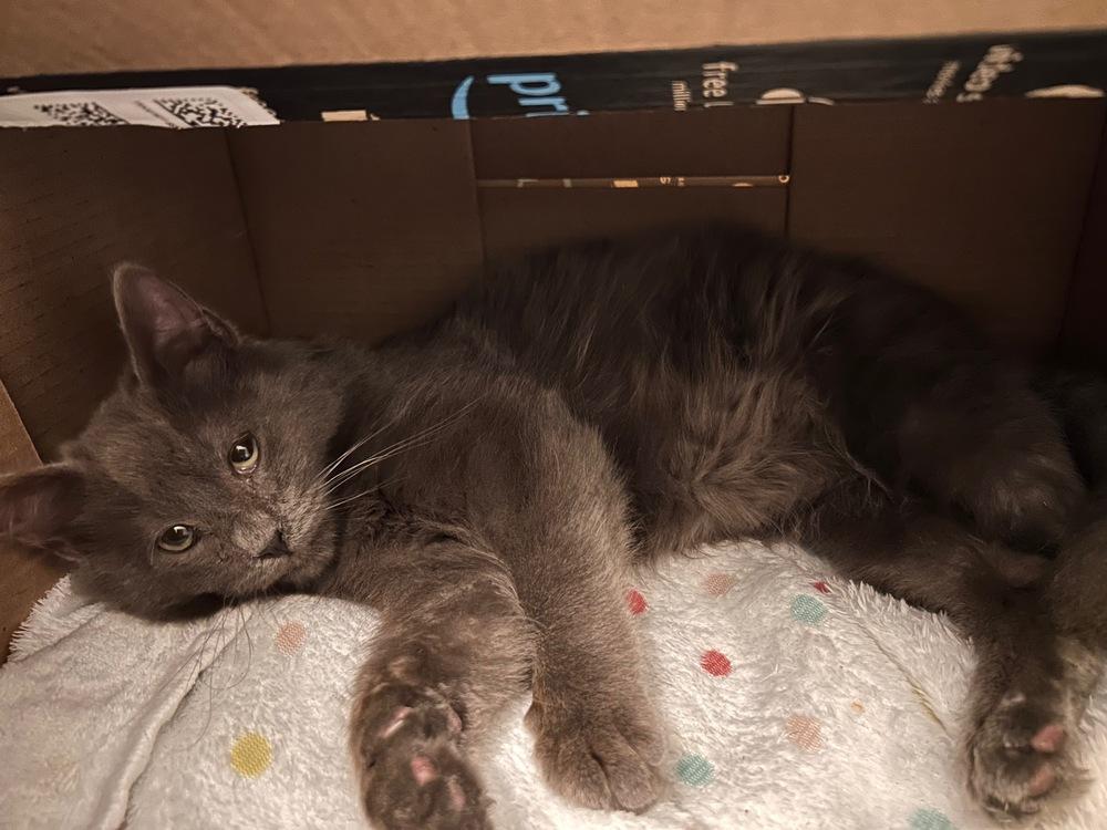 Enlarge Fig, a Adoptable mixed breed in New York, NY image 2/5