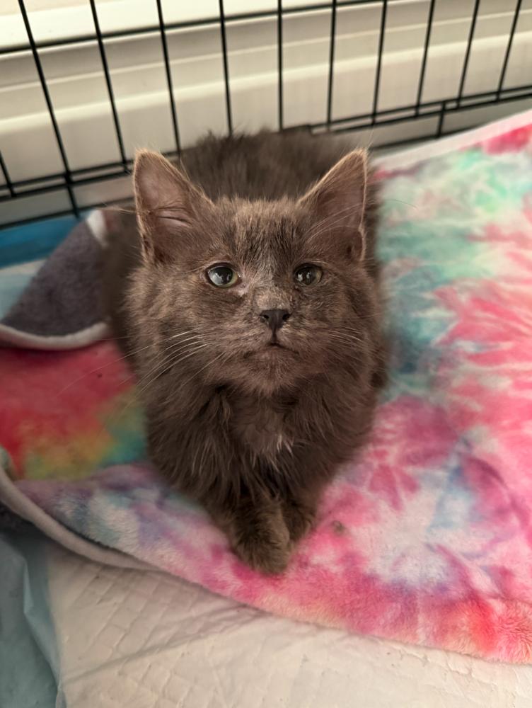 Enlarge Fig, a Adoptable mixed breed in New York, NY image 3/5