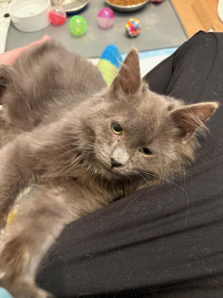 Enlarge Fig, a Adoptable mixed breed in New York, NY image 4/5