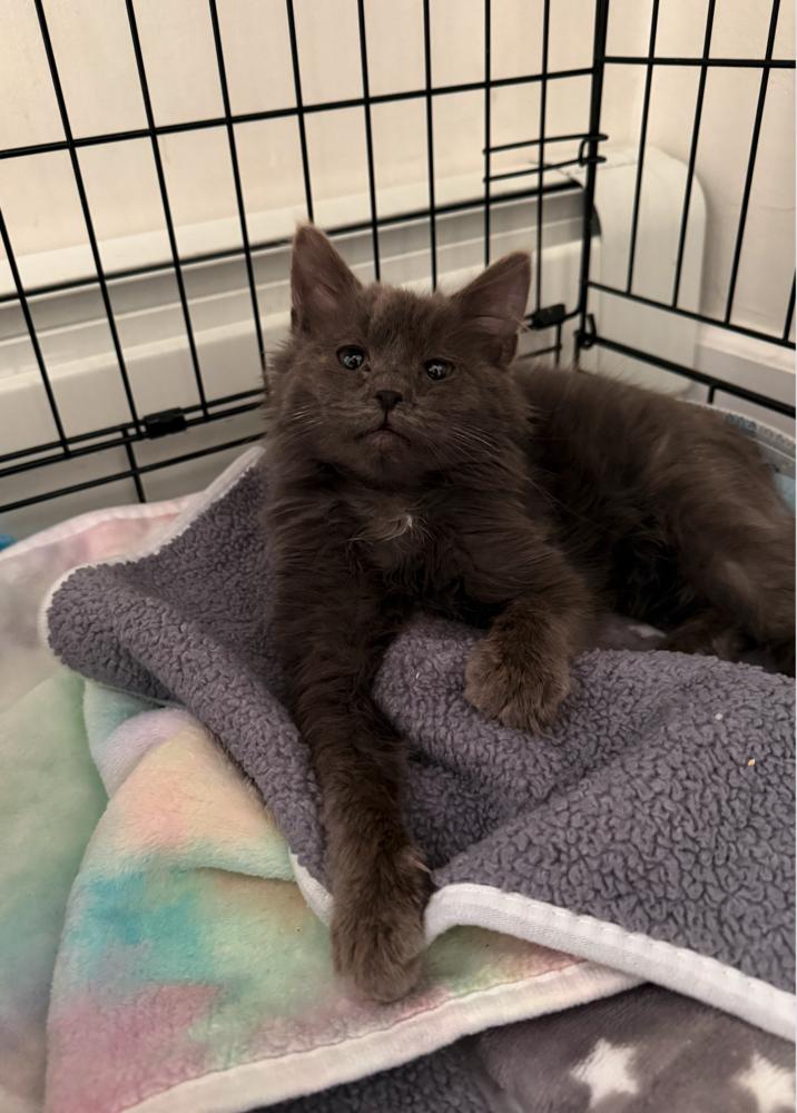 Enlarge Fig, a Adoptable mixed breed in New York, NY image 5/5