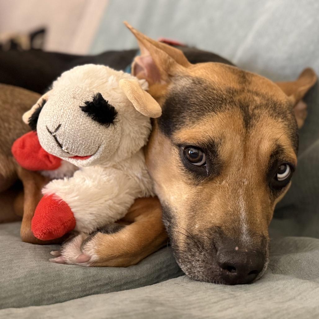 Enlarge Scram, a Adoptable Mixed Breed in Jersey City, NJ image 1/6