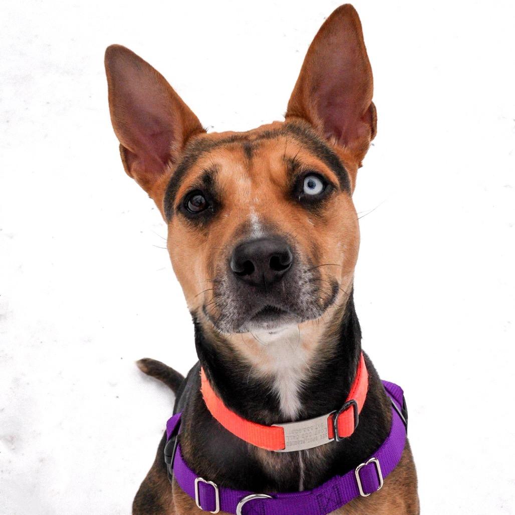 Scram, Adoptable, Adult Female Rat Terrier & Carolina Dog.