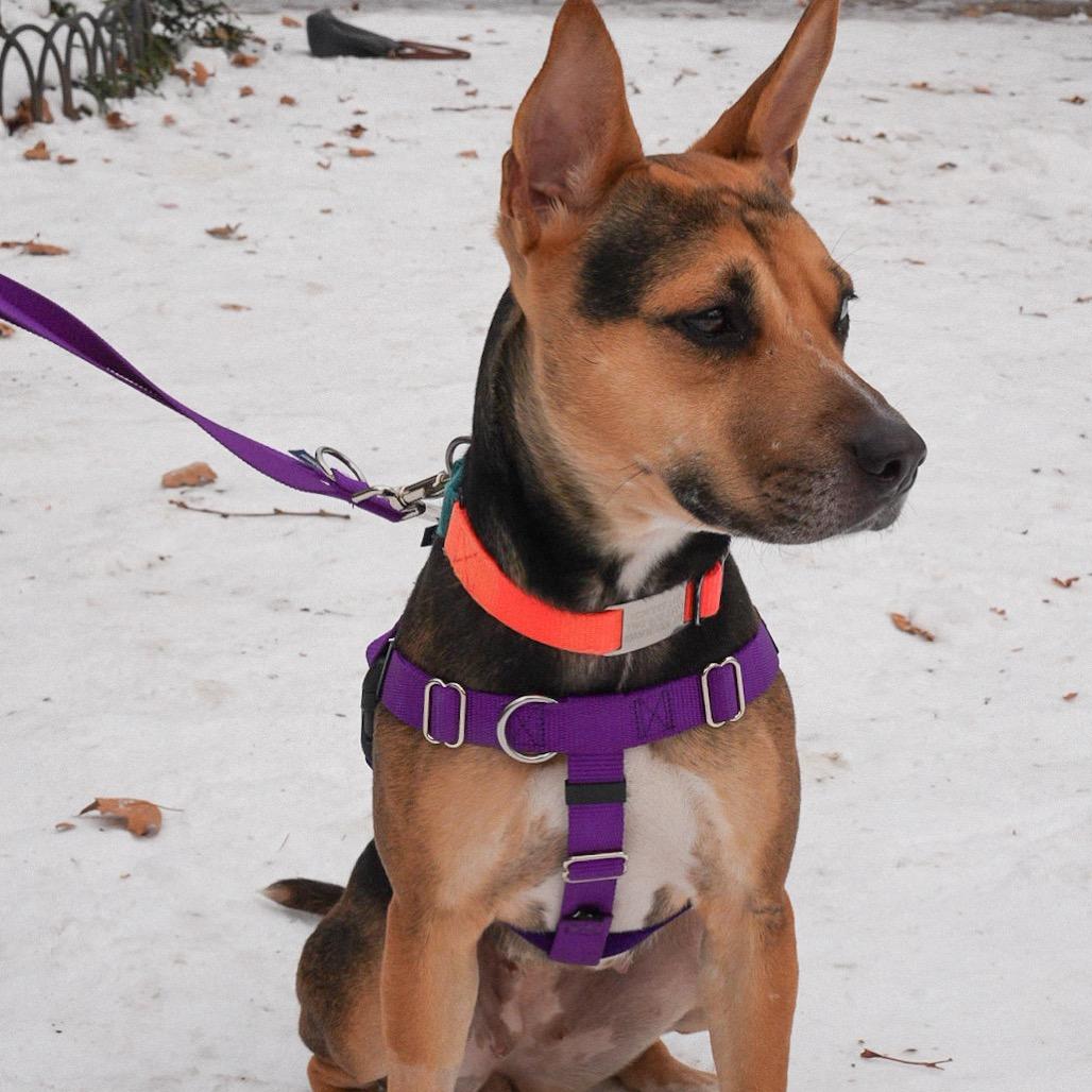 Enlarge Scram, a Adoptable mixed breed in Jersey City, NJ image 2/6