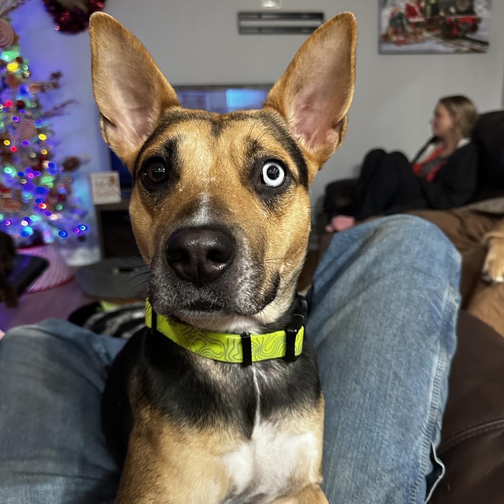 Enlarge Scram, a Adoptable mixed breed in Jersey City, NJ image 3/6