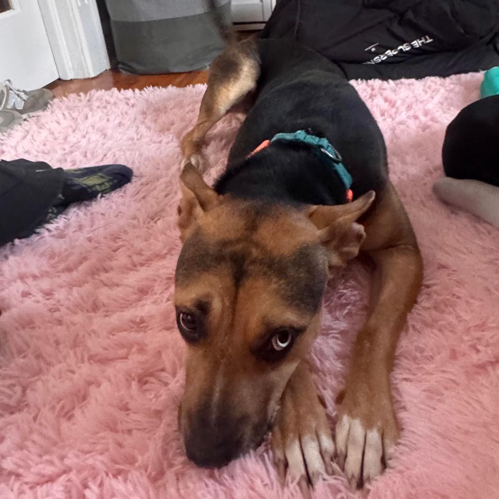 Enlarge Scram, a Adoptable mixed breed in Jersey City, NJ image 4/6