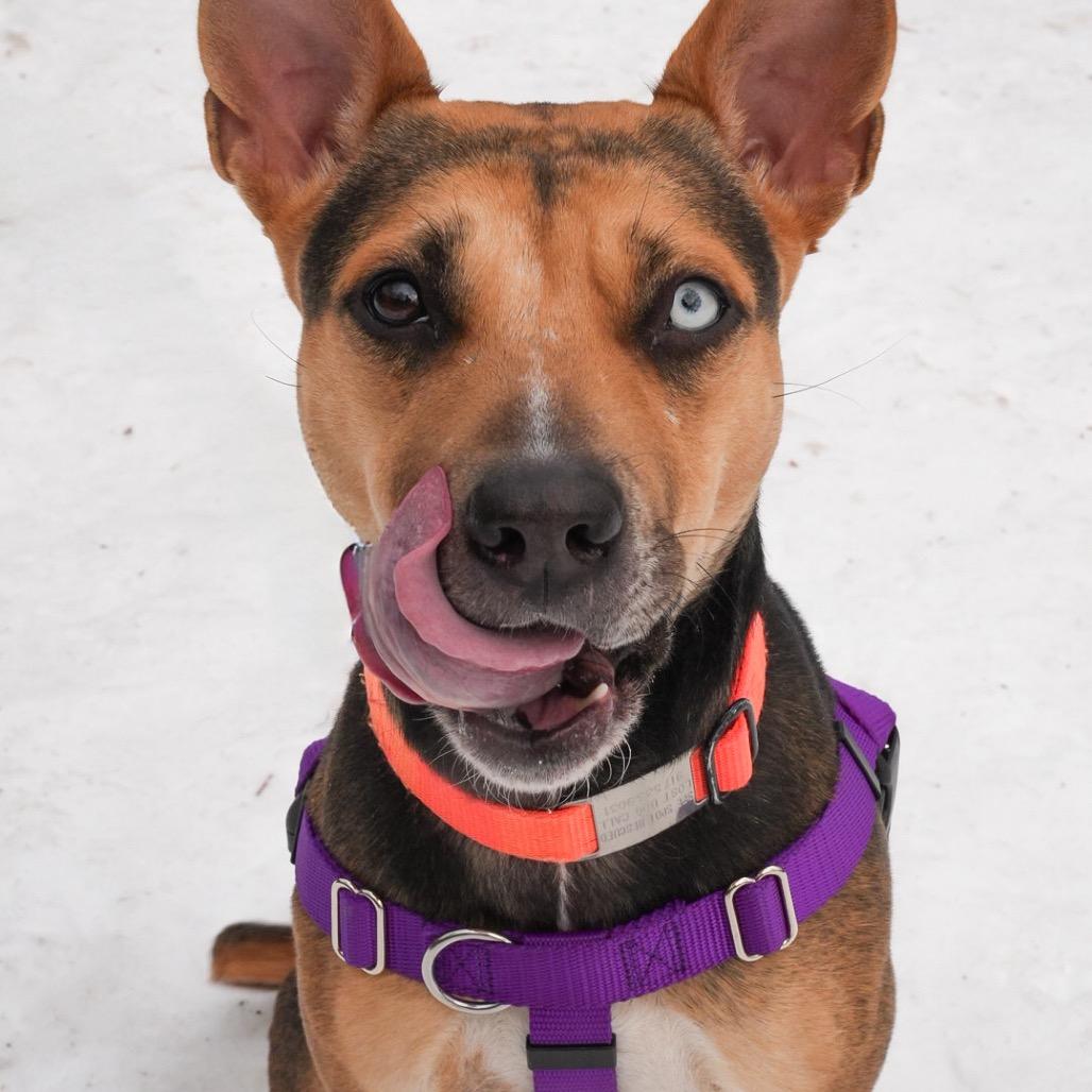 Enlarge Scram, a Adoptable mixed breed in Jersey City, NJ image 5/6