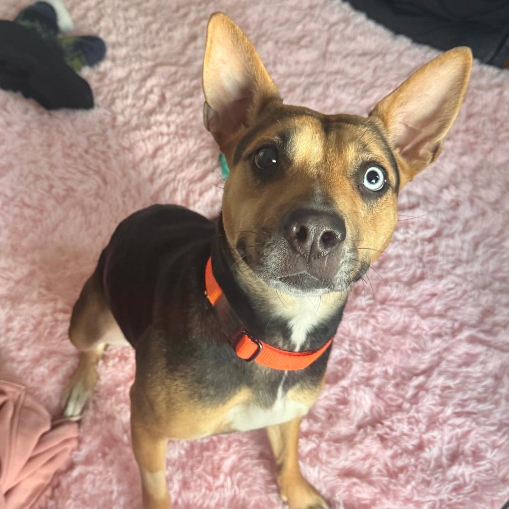 Enlarge Scram, a Adoptable mixed breed in Jersey City, NJ image 6/6