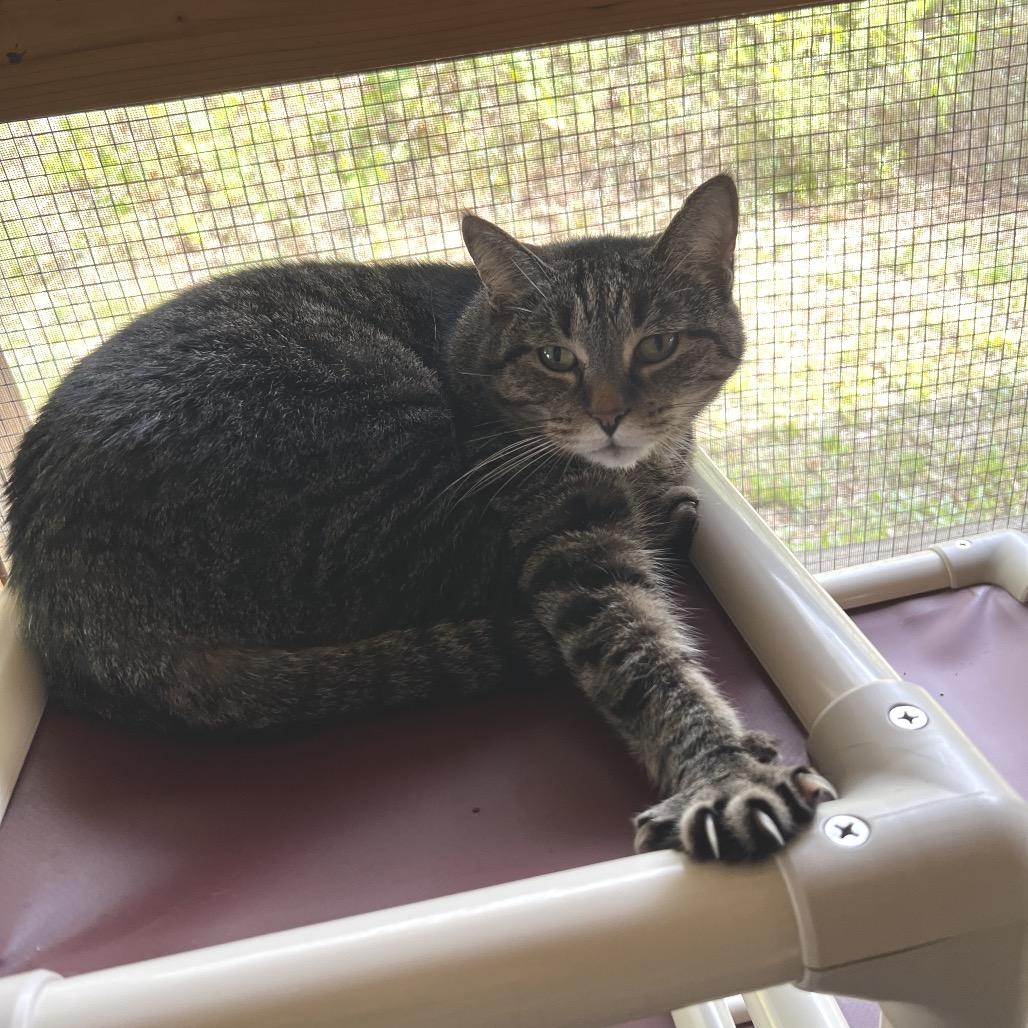 Molly Rose, Adoptable, Senior Female Domestic Short Hair.