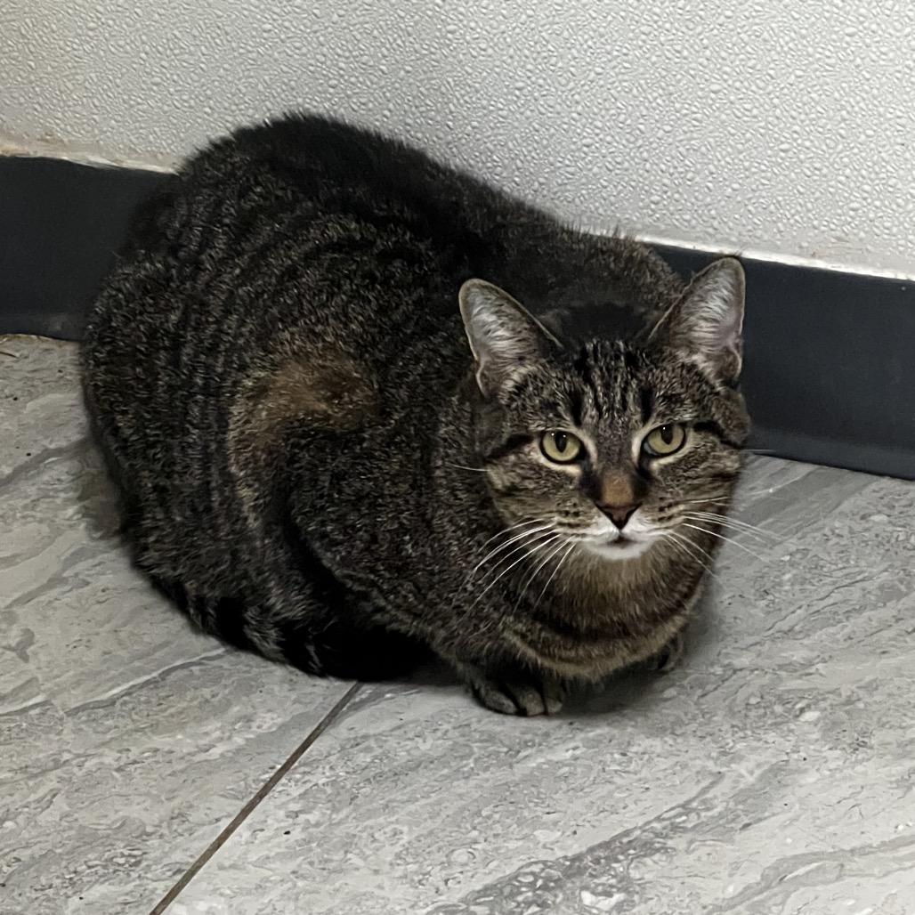 Enlarge Molly Rose, a Adoptable Domestic Short Hair in Brighton, MO image 2/4